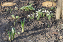 Snowdrops in the Church garden