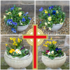 Spring flower tubs